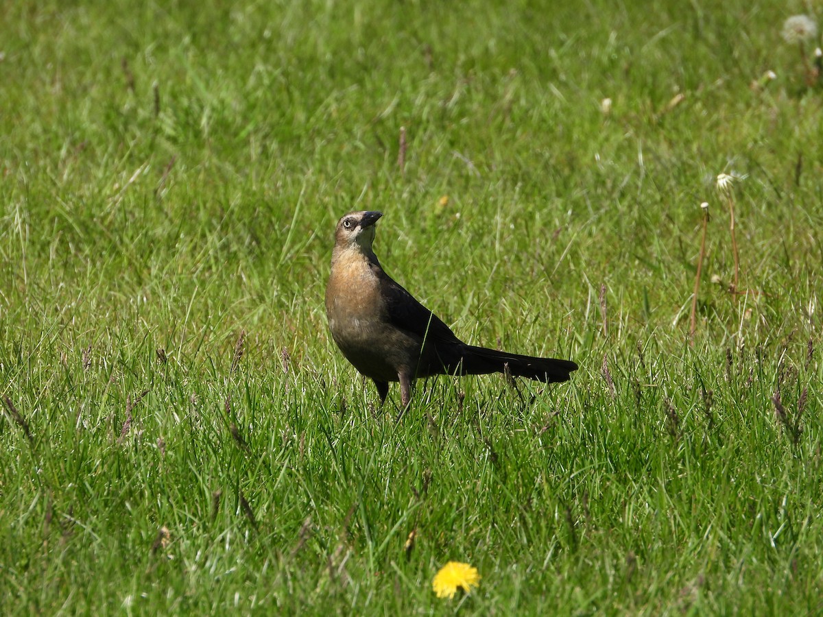 Great-tailed Grackle - ML619520910