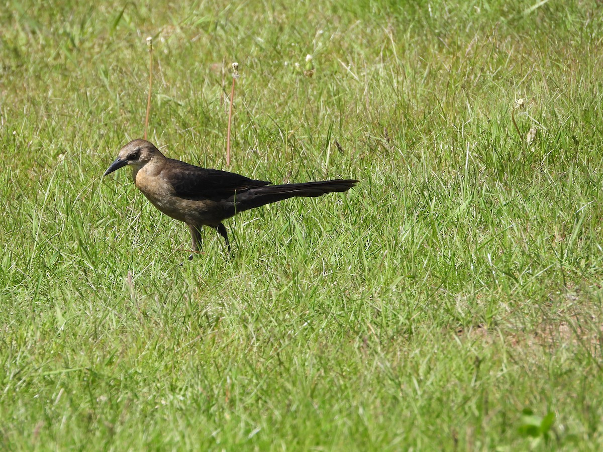 Great-tailed Grackle - ML619520912