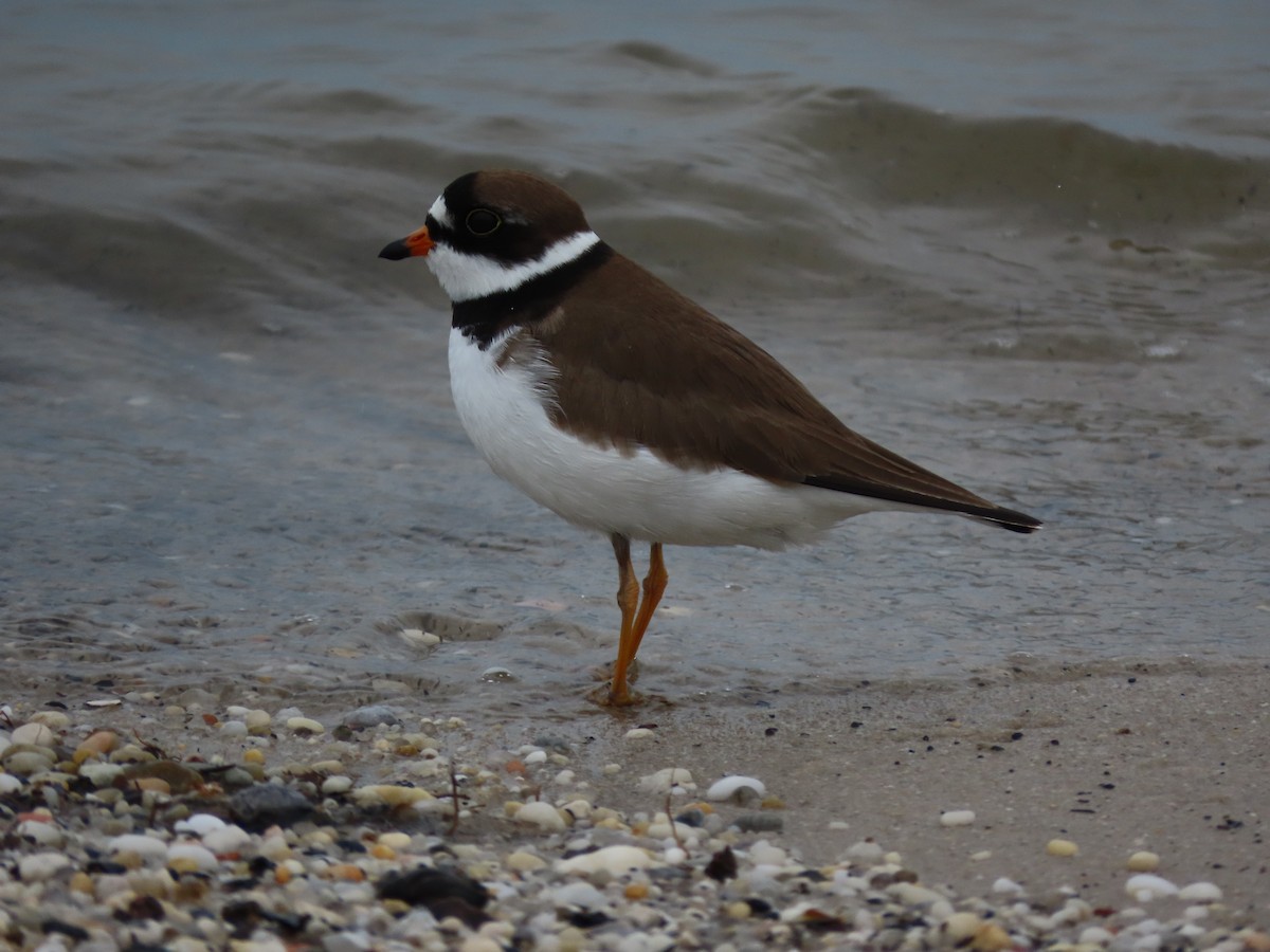 Semipalmated Plover - ML619520934