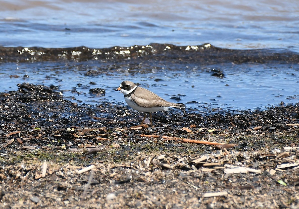 Semipalmated Plover - ML619520936