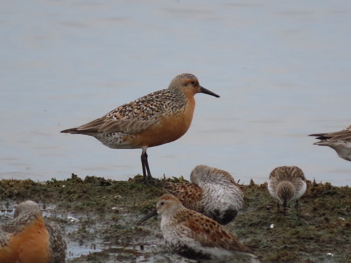 Red Knot - ML619520939
