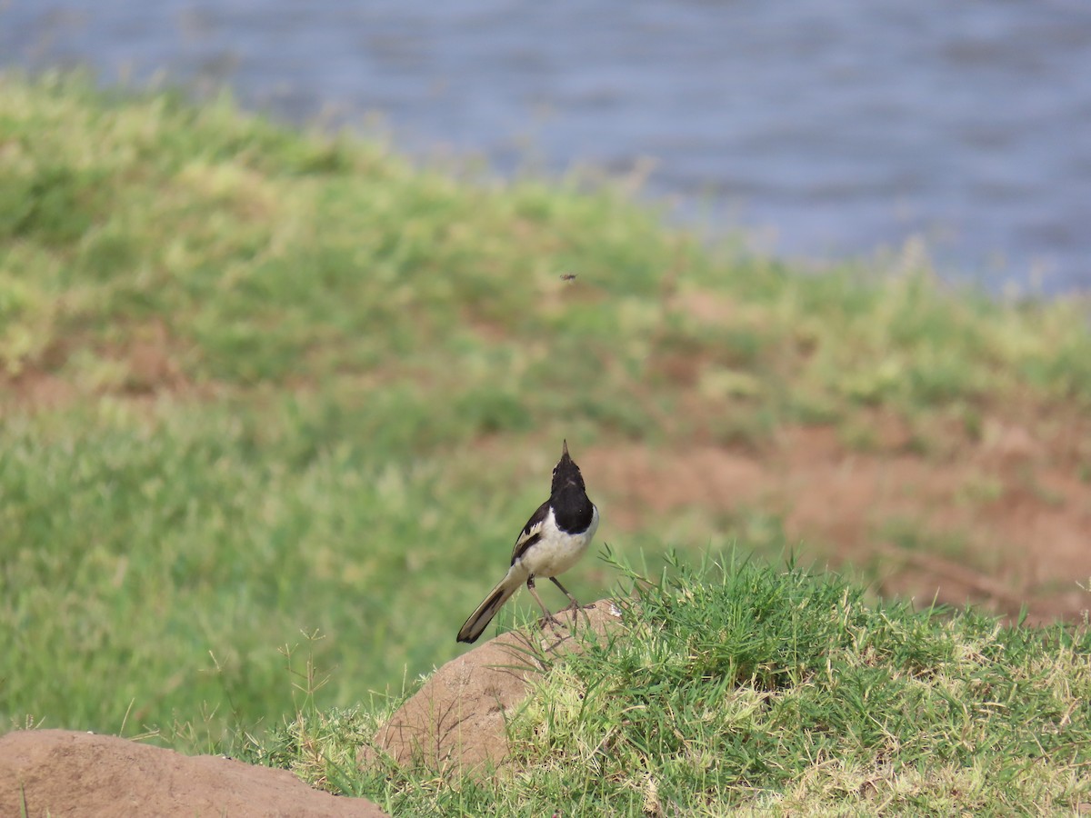 White-browed Wagtail - ML619520989