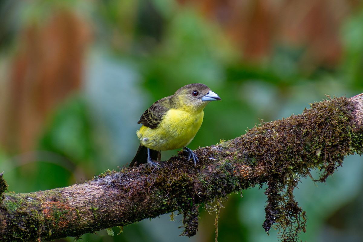 Flame-rumped Tanager - ML619521029
