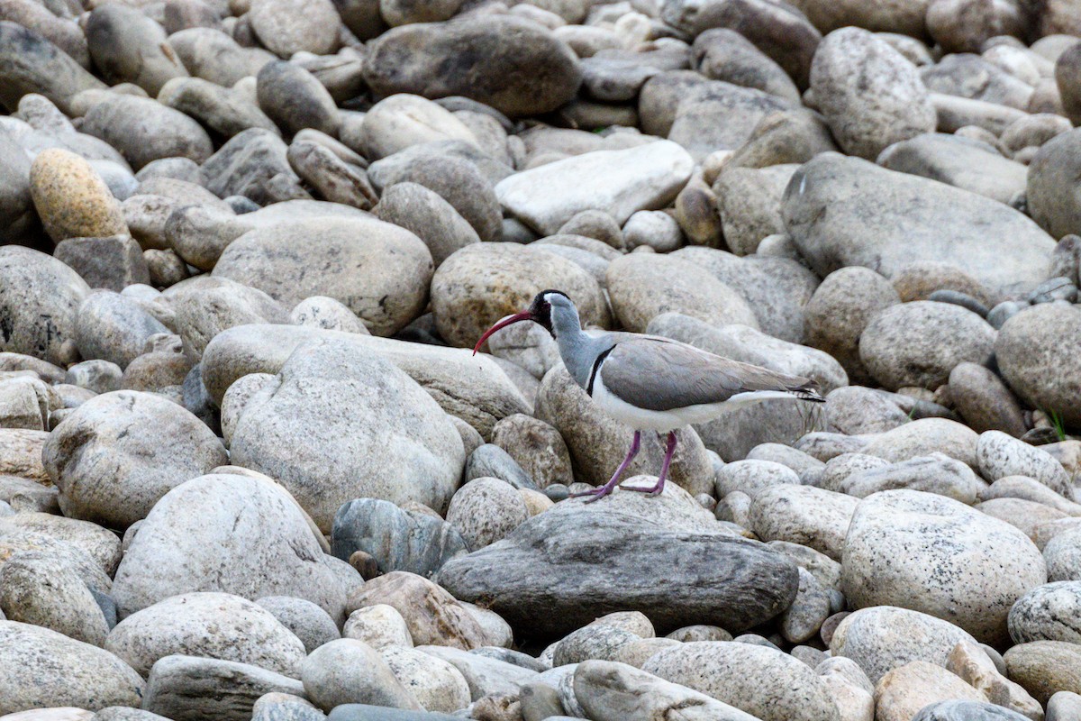 Bec-d'ibis tibétain - ML619521039