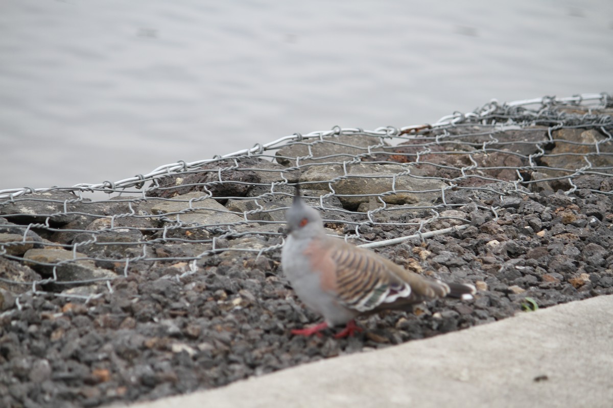 Crested Pigeon - ML619521041