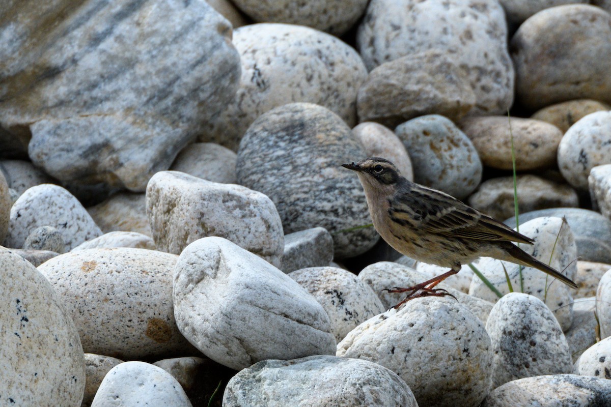 Rosy Pipit - ML619521052