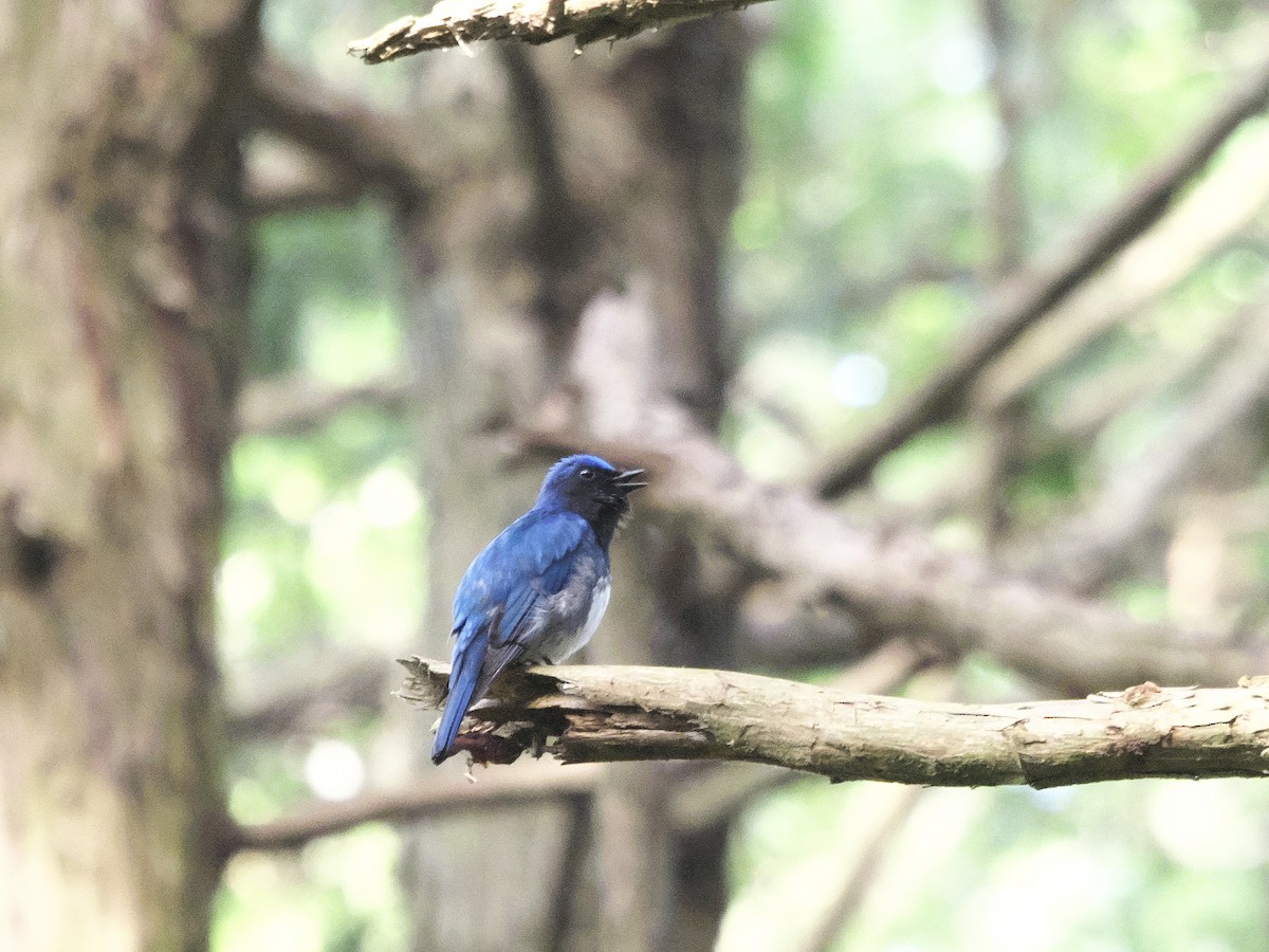 Blue-and-white Flycatcher - ML619521085