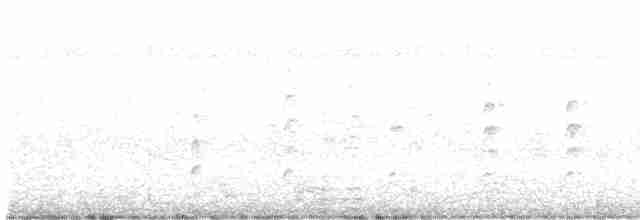 svartkronestylteløper - ML619521089