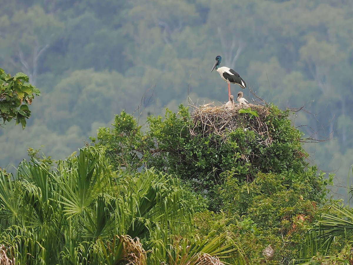 Black-necked Stork - ML619521114