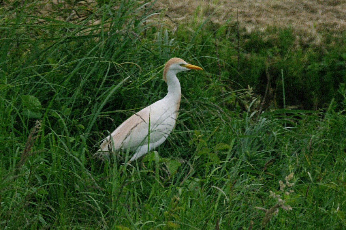 Египетская цапля (ibis) - ML619521157