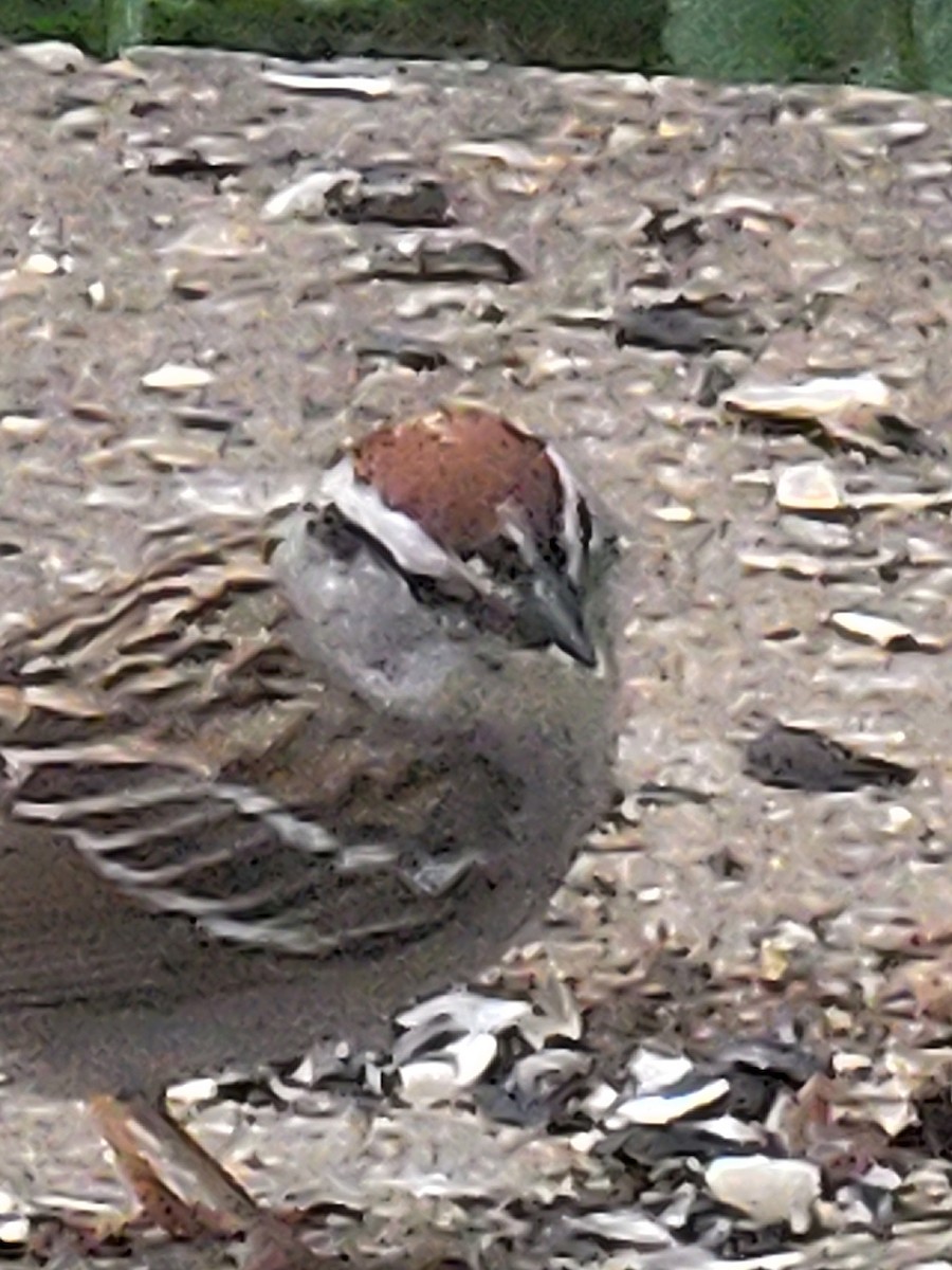 Chipping Sparrow - ML619521193