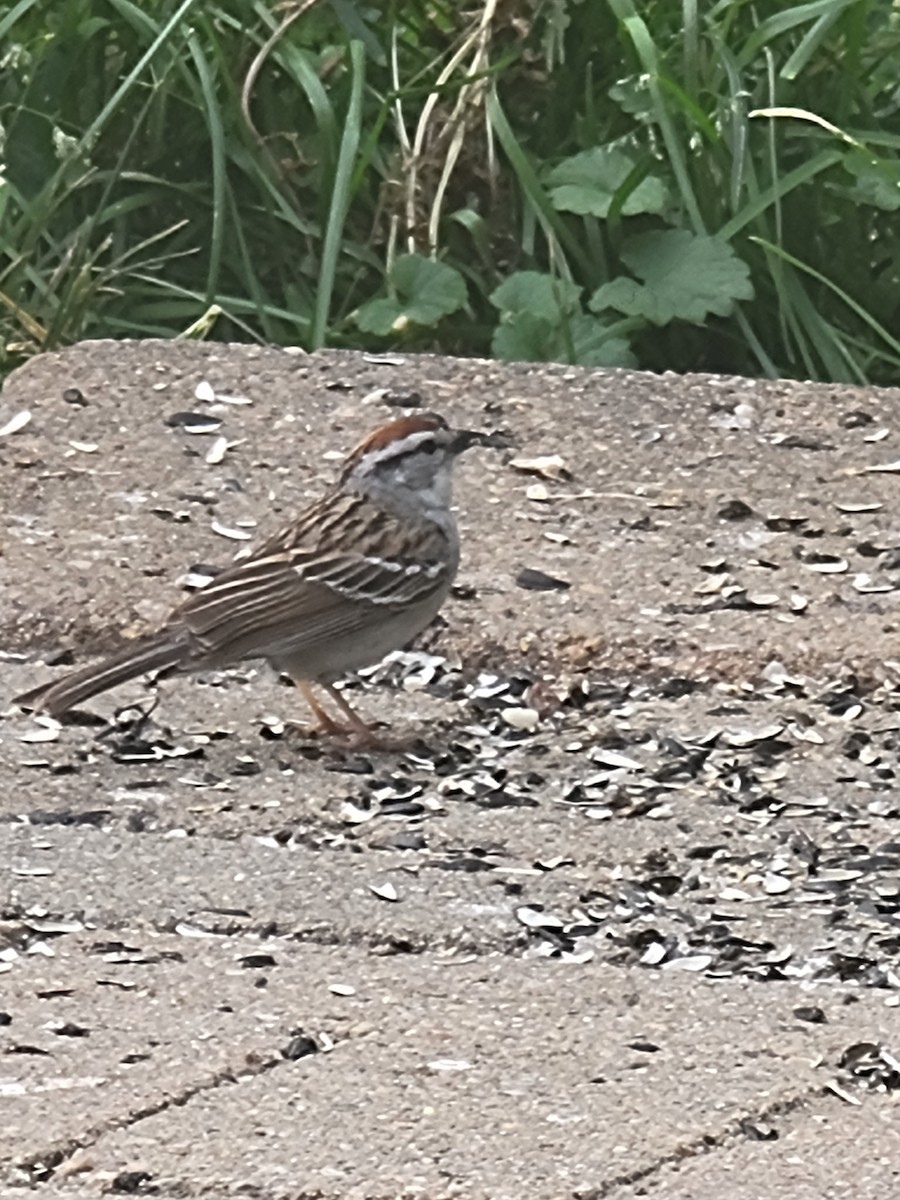 Chipping Sparrow - ML619521194