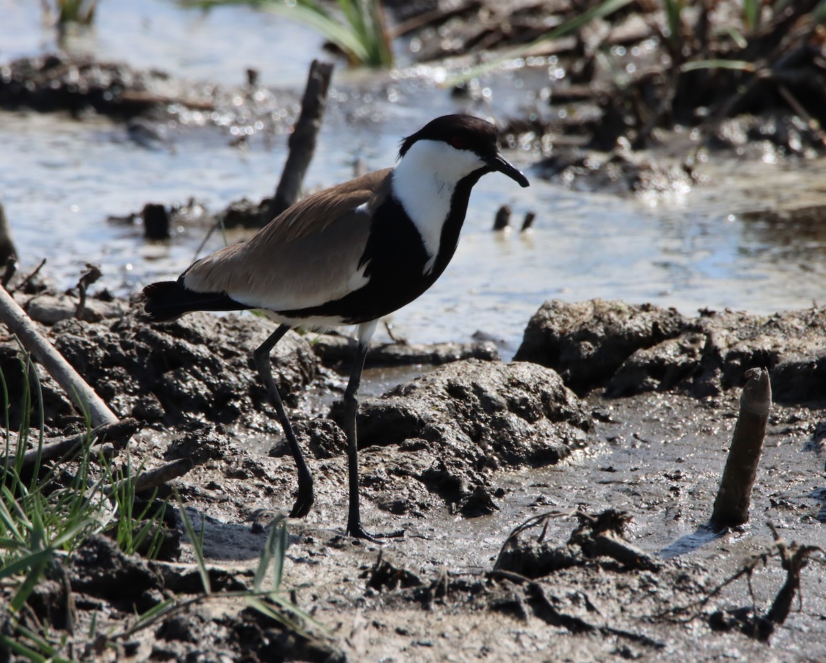 Spur-winged Lapwing - ML619521196