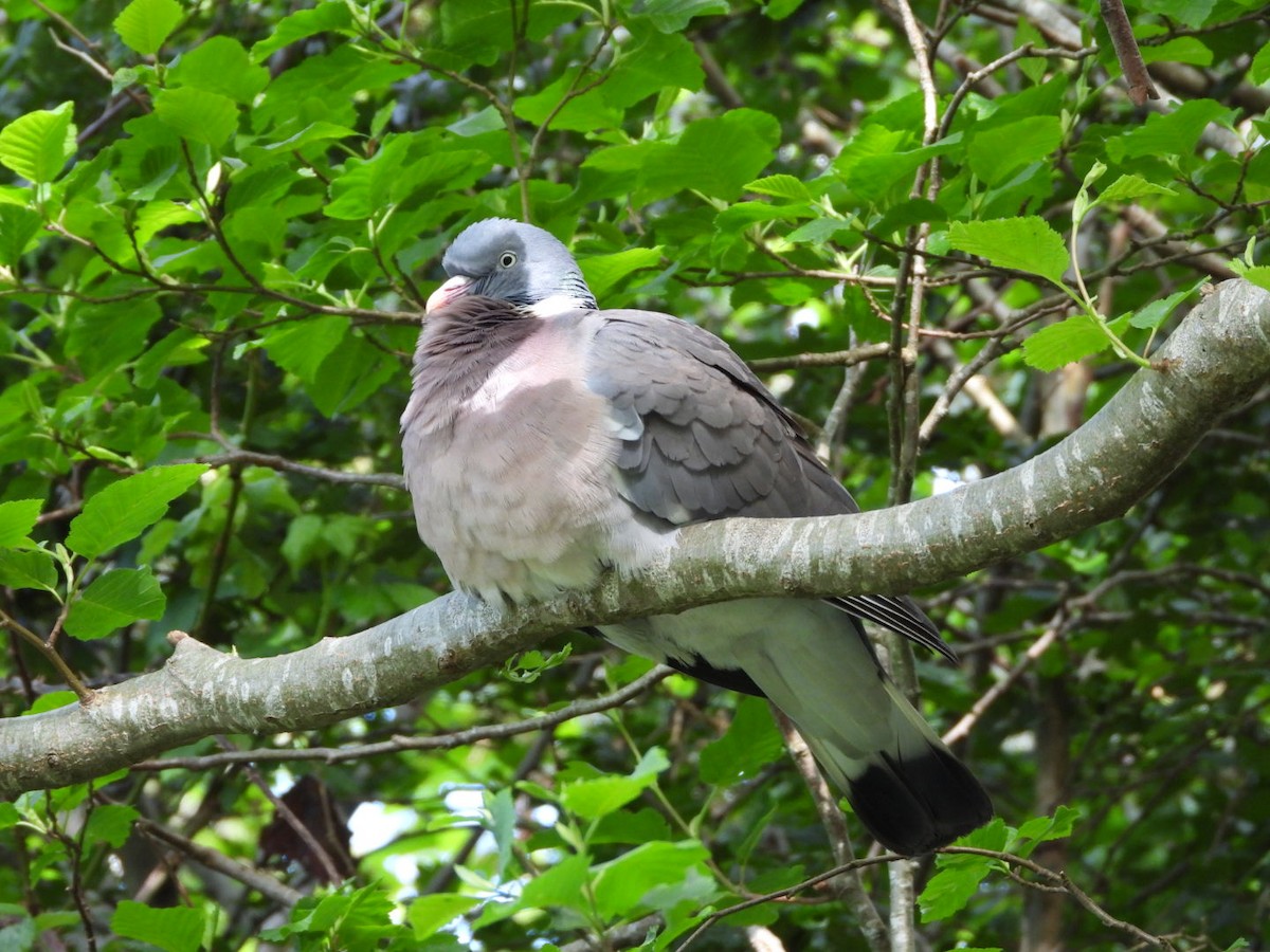 Common Wood-Pigeon - ML619521217
