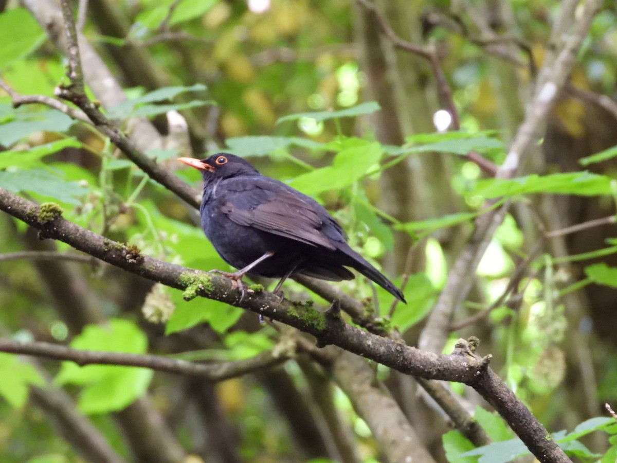 Eurasian Blackbird - ML619521256