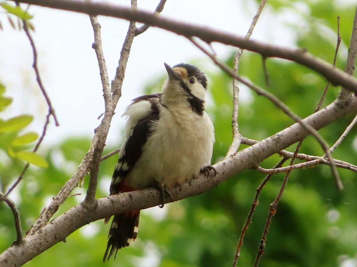 Great Spotted Woodpecker - ML619521264