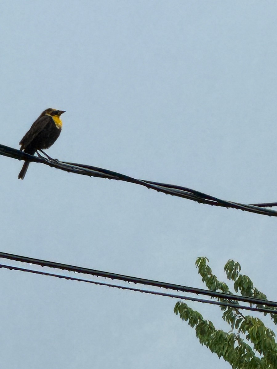 Yellow-headed Blackbird - ML619521281