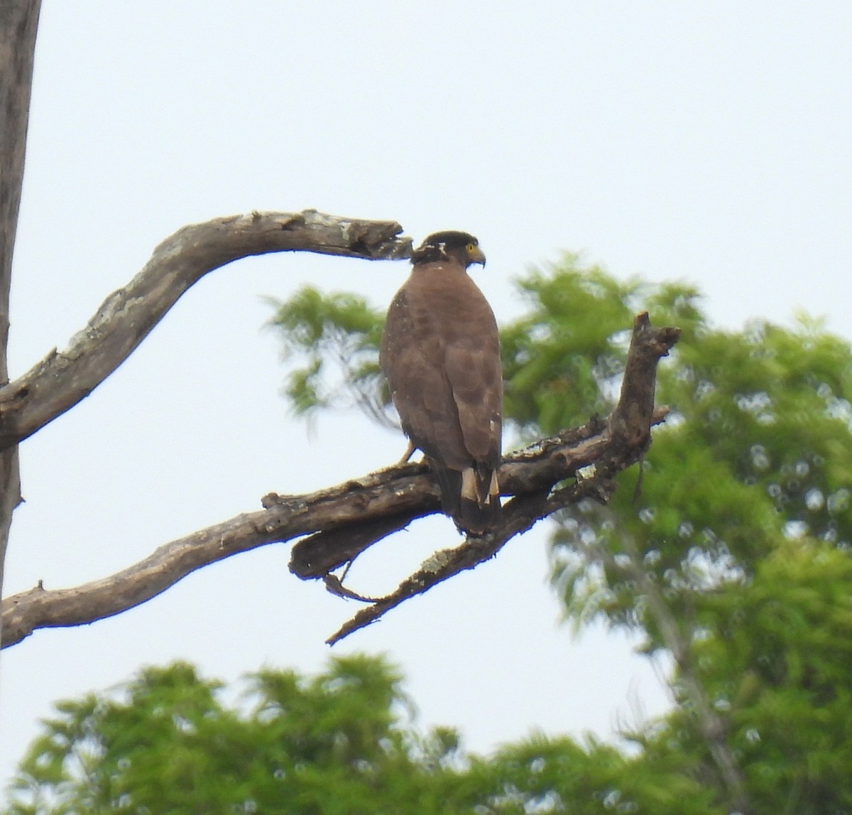 Crested Serpent-Eagle - ML619521324