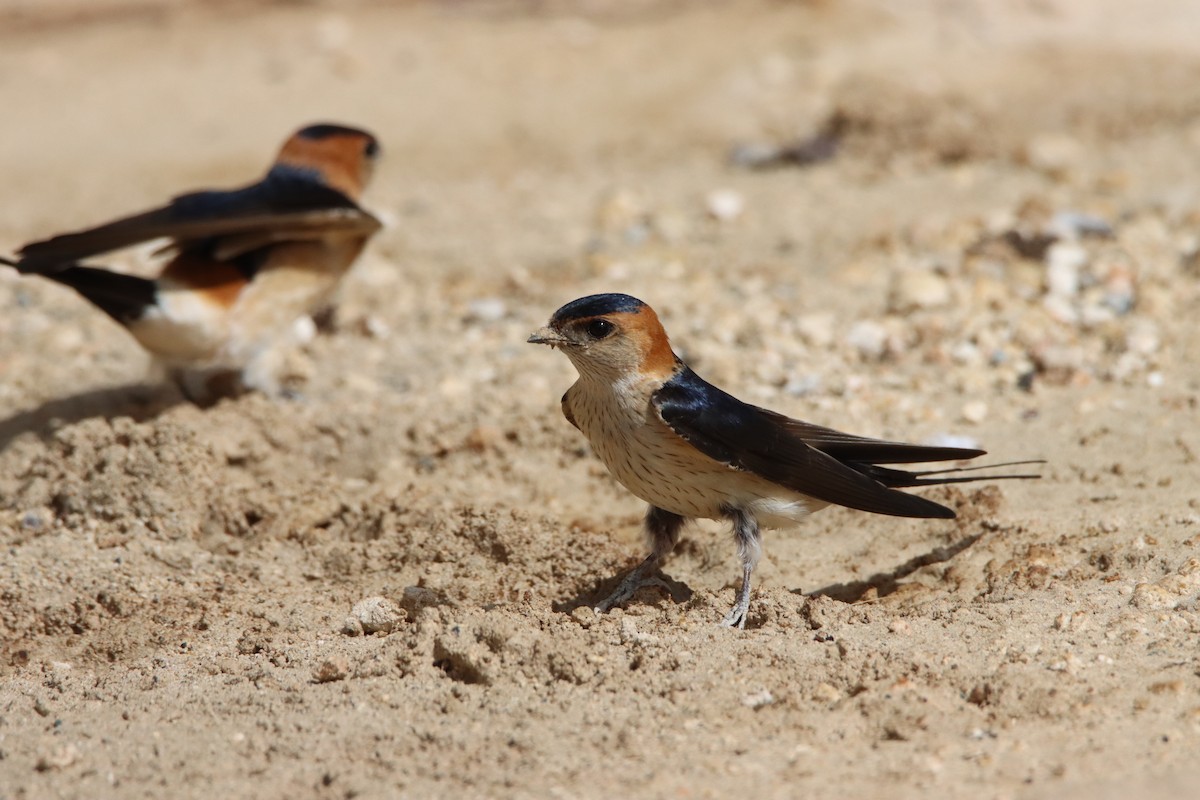 Red-rumped Swallow - ML619521330