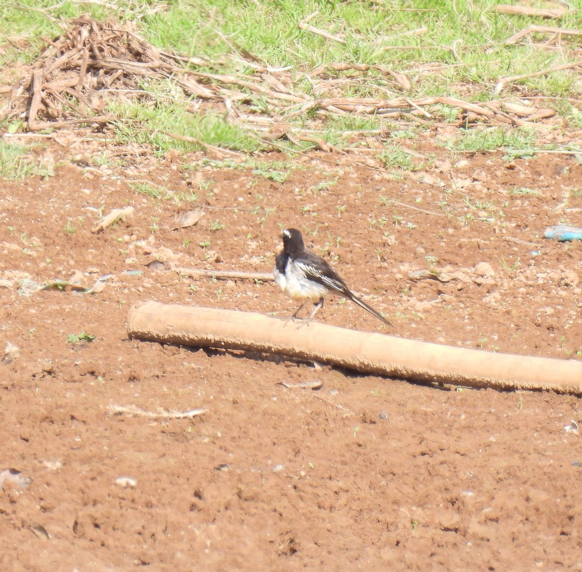 White-browed Wagtail - ML619521350