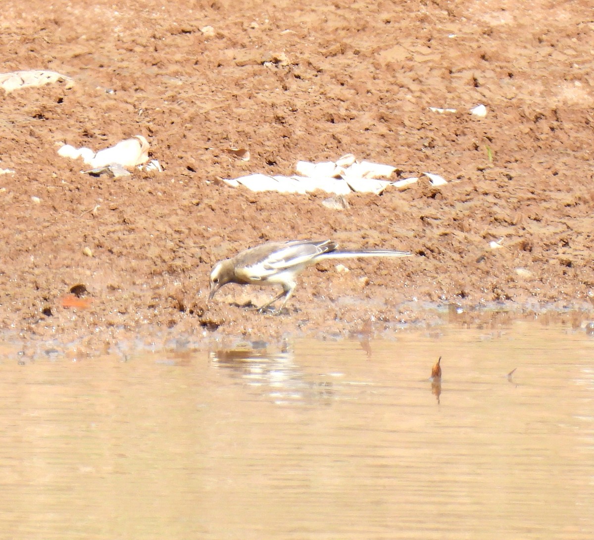 White-browed Wagtail - ML619521358