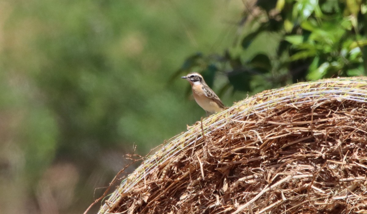 Whinchat - ML619521382