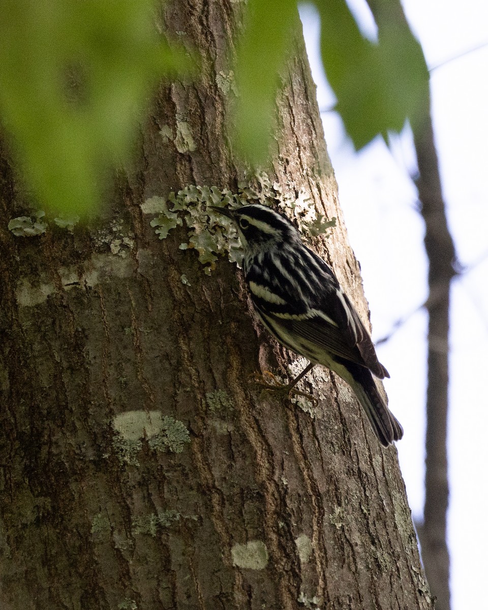 Black-and-white Warbler - ML619521385