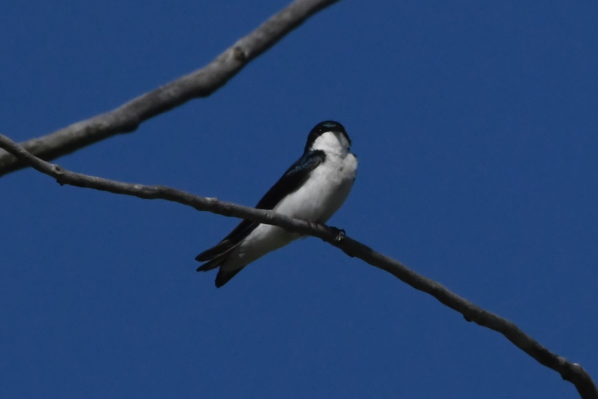Tree Swallow - ML619521390