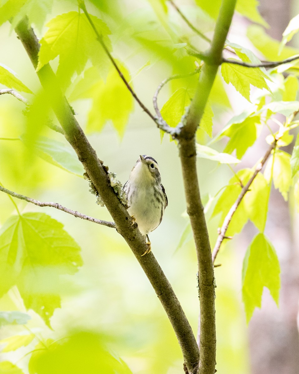 Black-and-white Warbler - ML619521397
