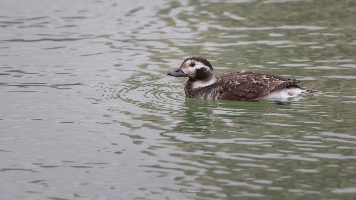 Long-tailed Duck - ML619521427