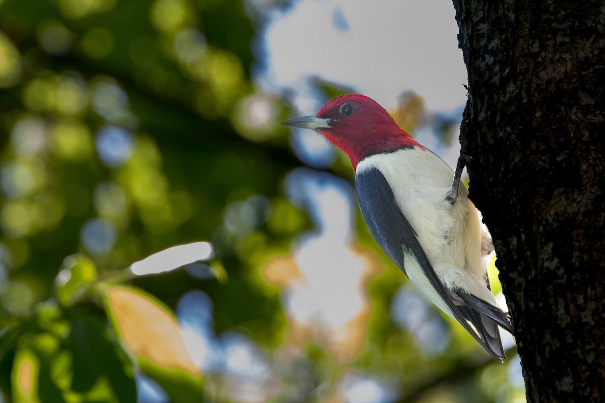 Red-headed Woodpecker - ML619521428