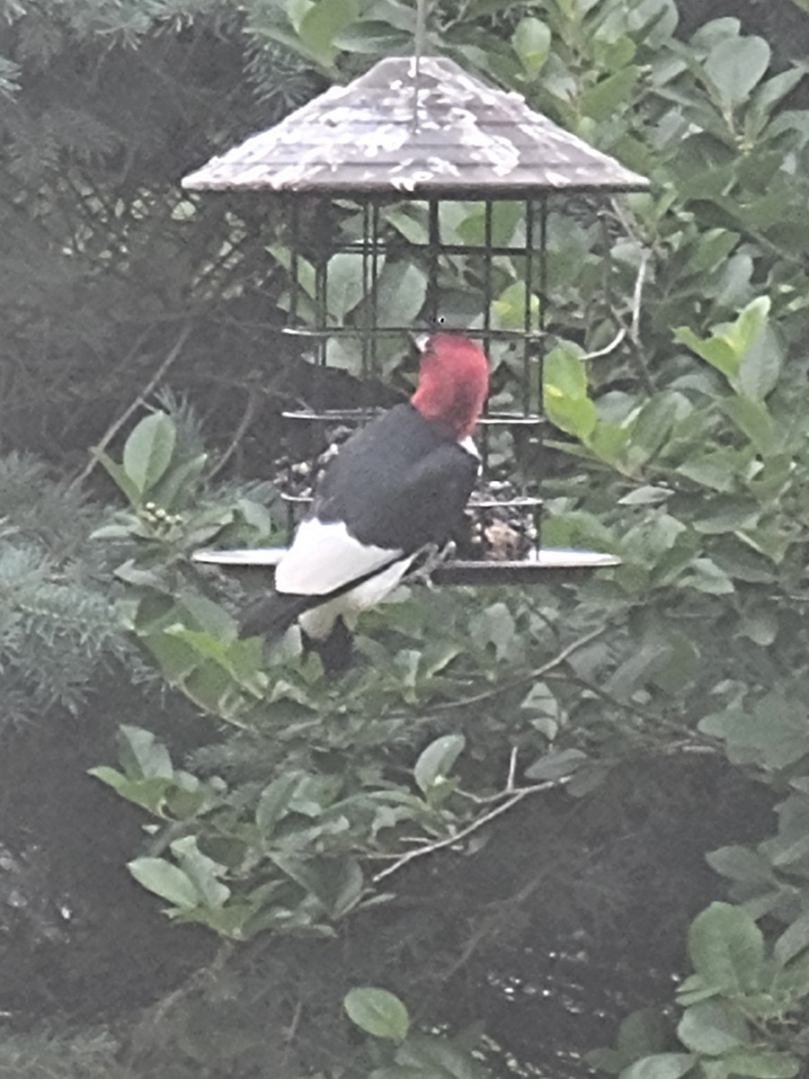 Red-headed Woodpecker - ML619521442