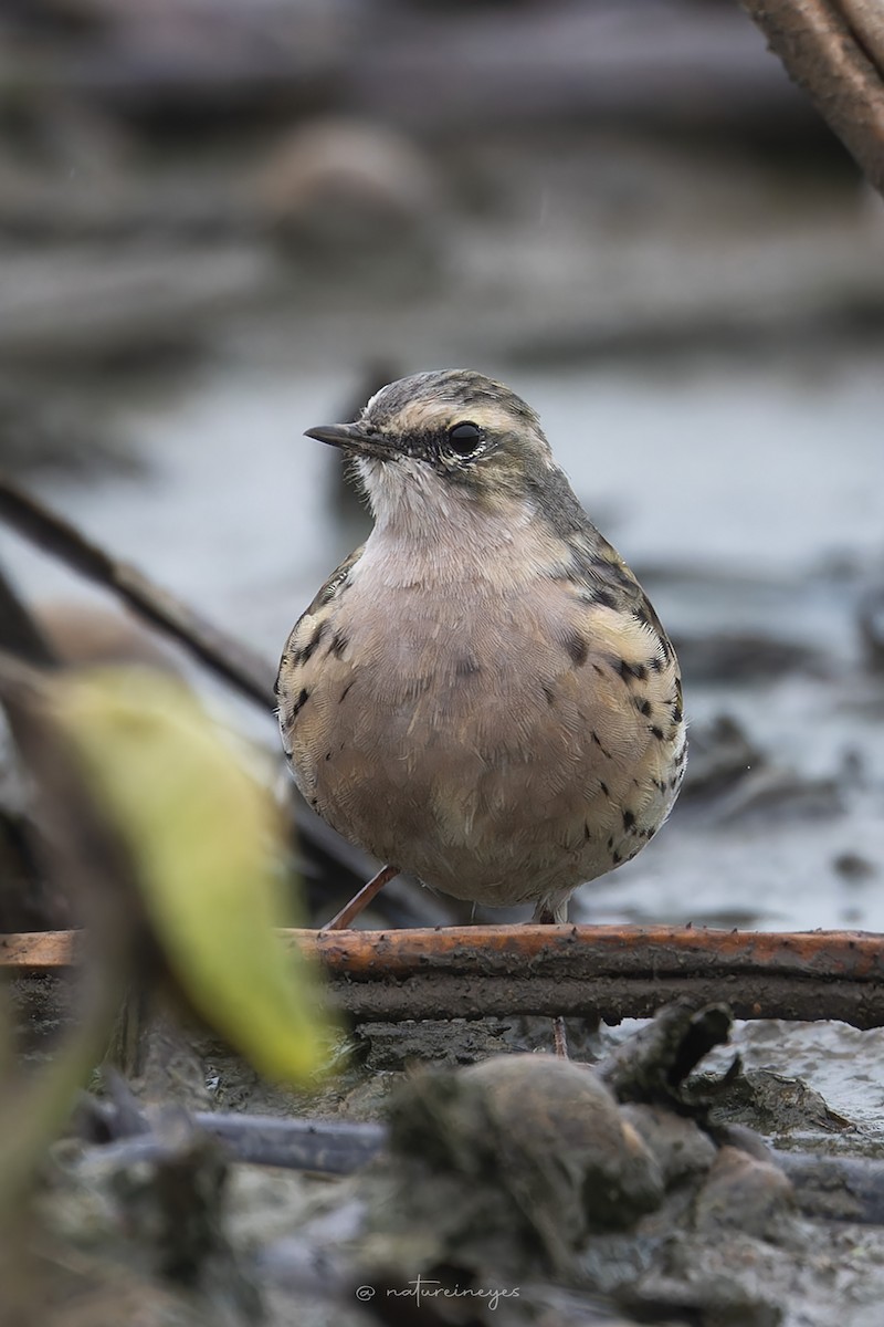 Rosy Pipit - ML619521468