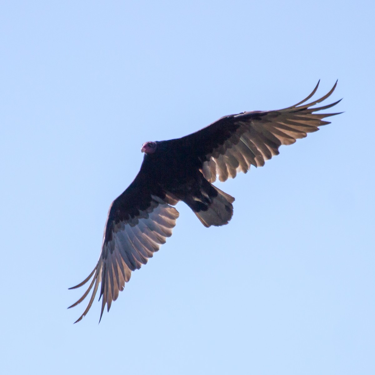 Turkey Vulture - ML619521539