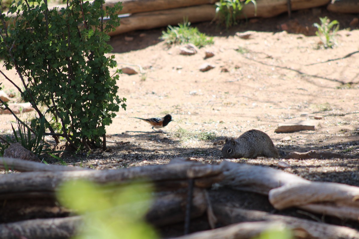 Spotted Towhee - ML619521549