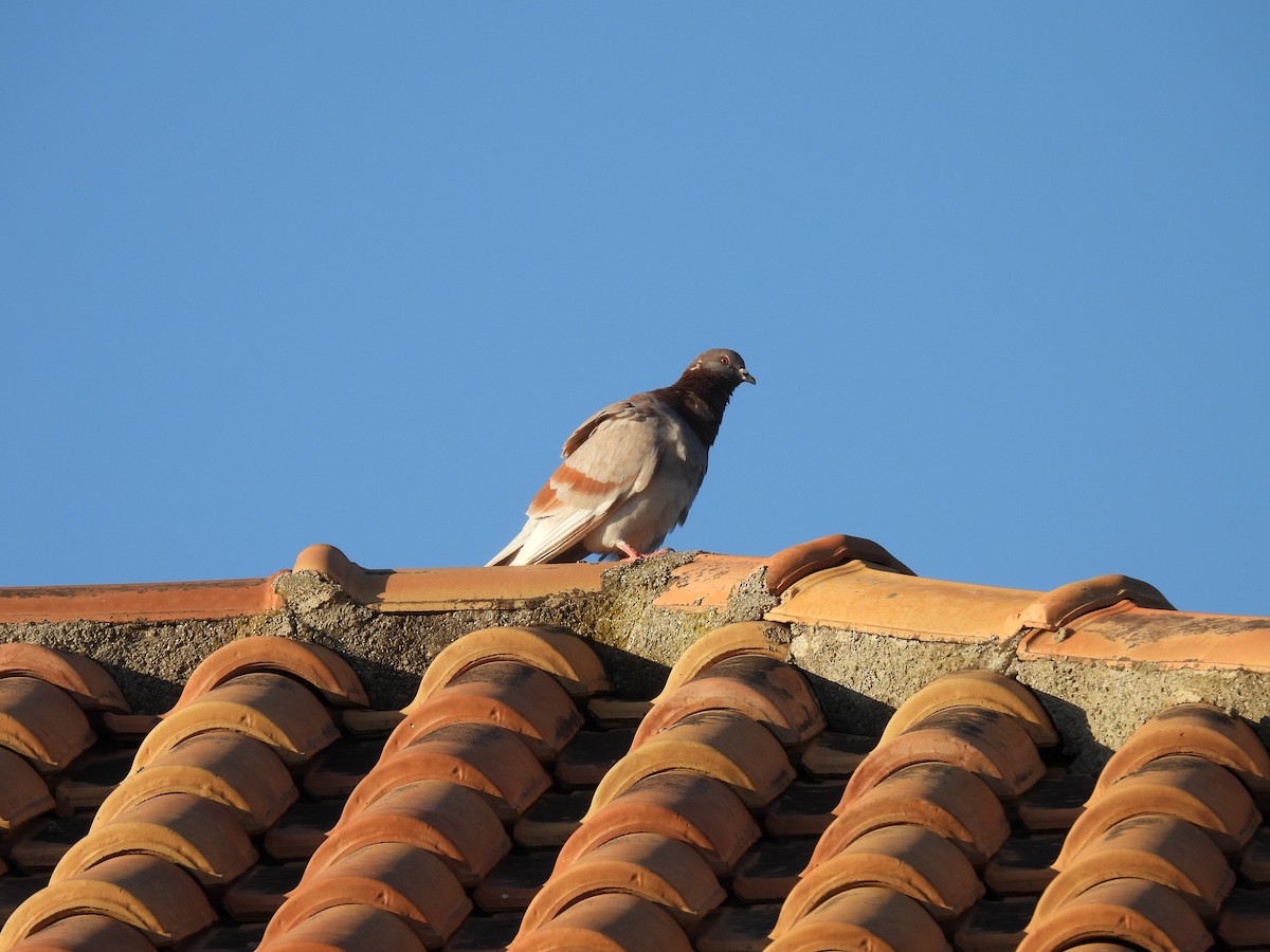 Rock Pigeon (Feral Pigeon) - ML619521566