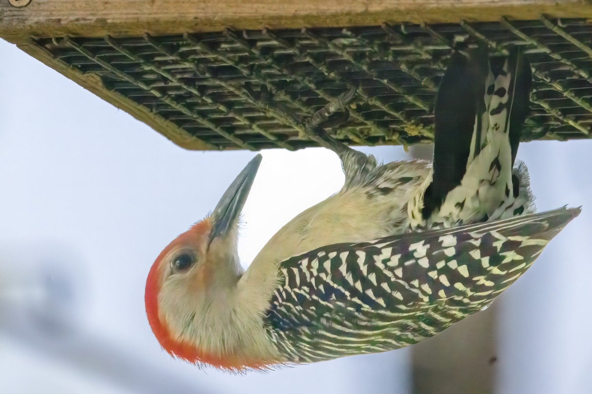 Red-bellied Woodpecker - ML619521568