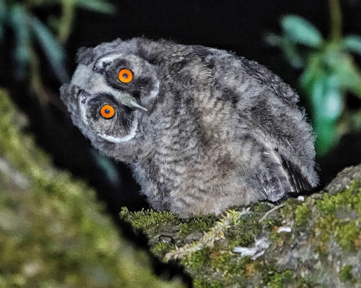 Long-eared Owl - ML619521569
