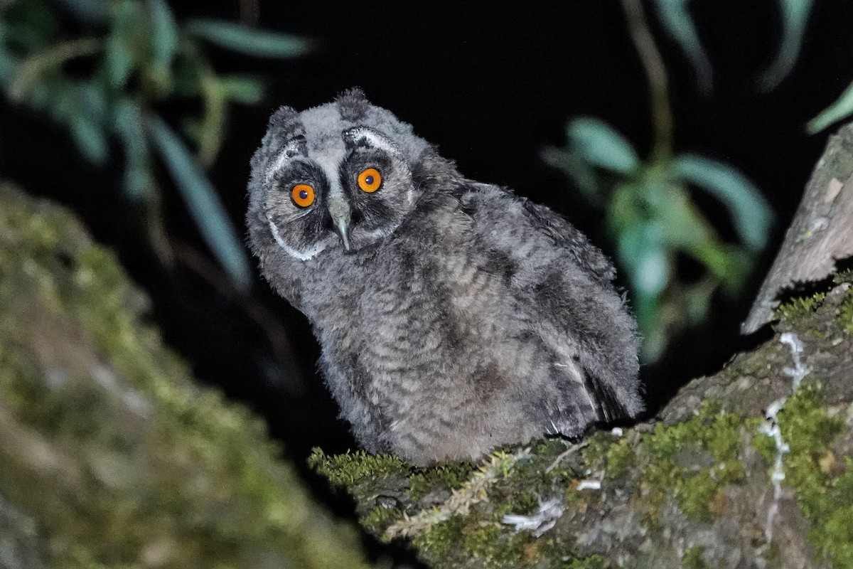 Long-eared Owl - ML619521570