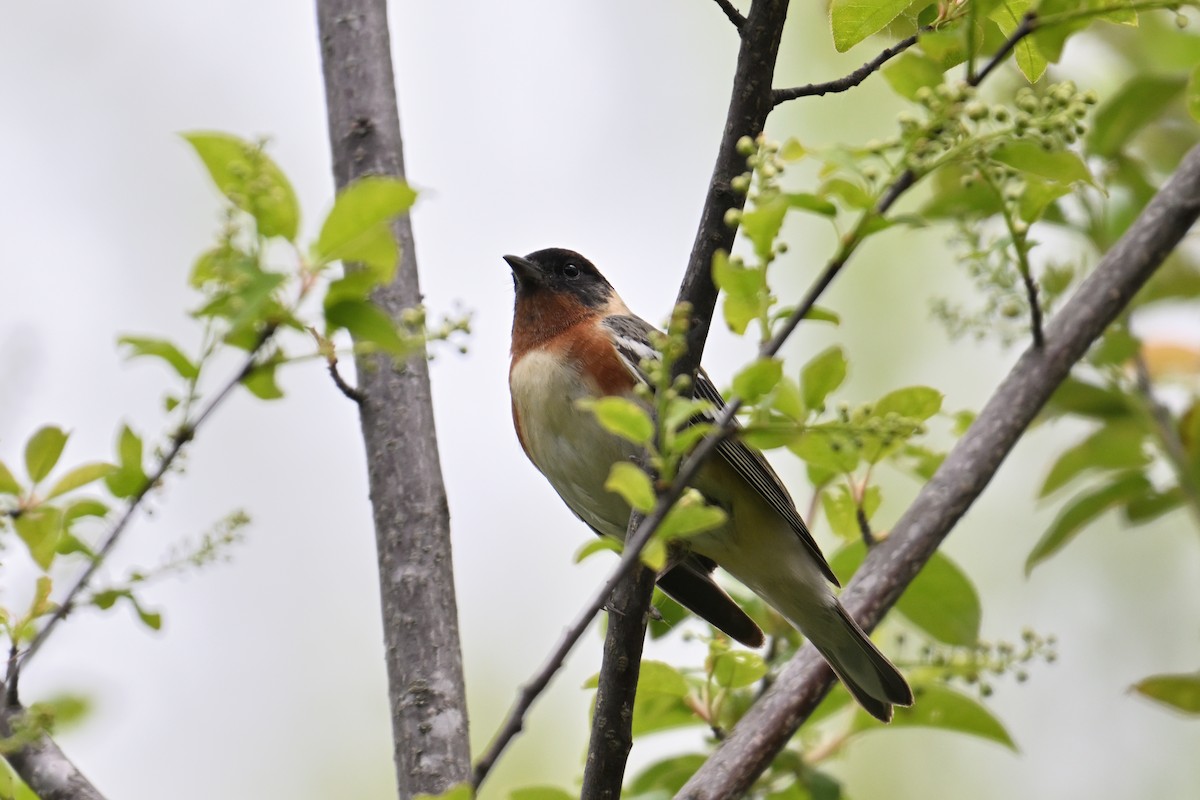 Bay-breasted Warbler - ML619521584