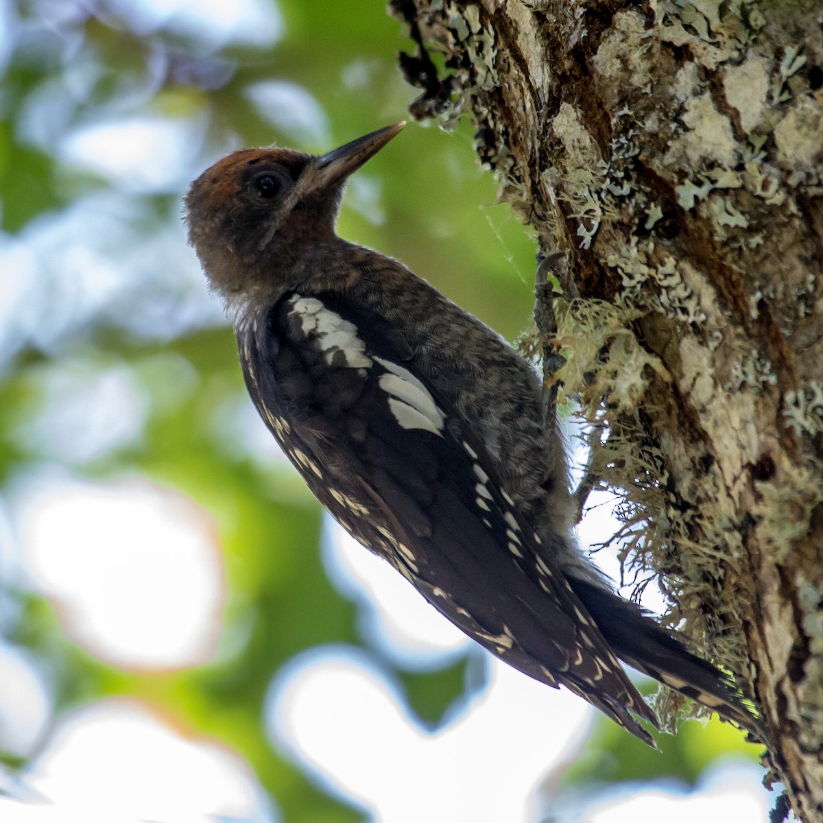 Red-breasted Sapsucker - ML619521624