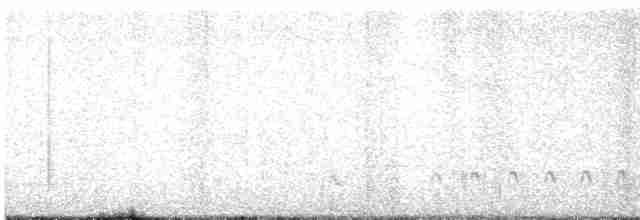 hvitbrynsvartspett - ML619521641