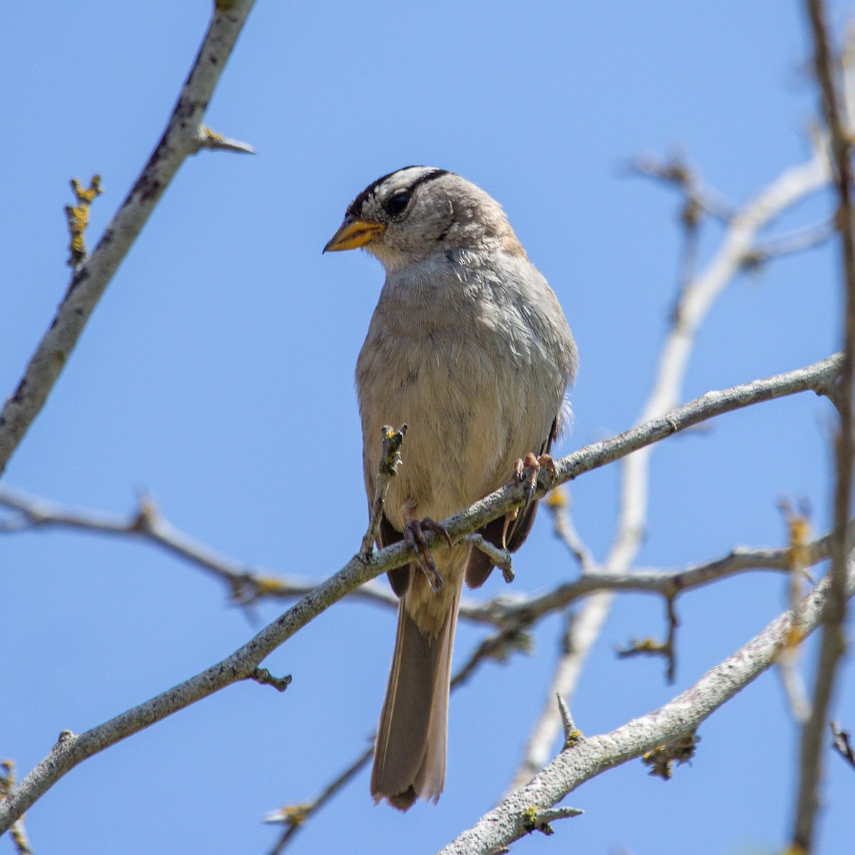 White-crowned Sparrow - ML619521653