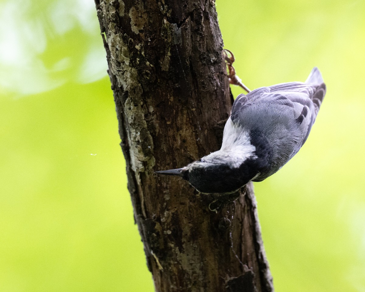 White-breasted Nuthatch - ML619521655