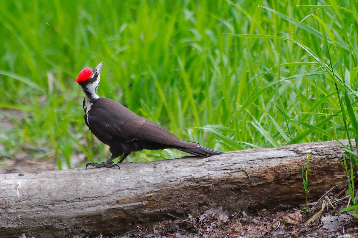 Pileated Woodpecker - ML619521682