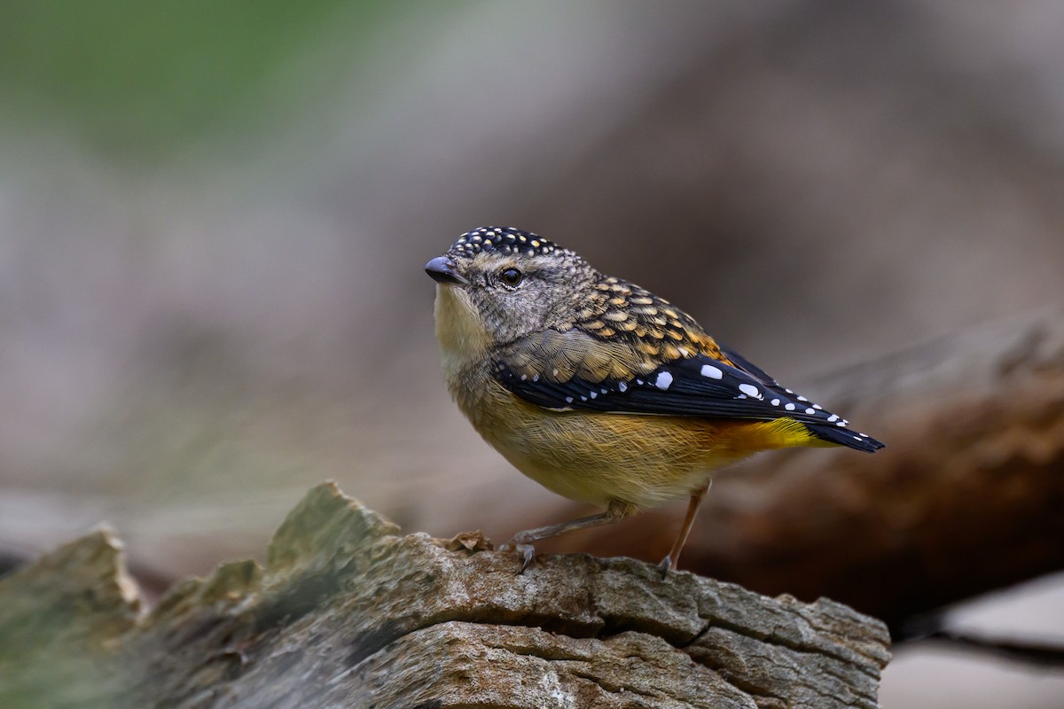 Spotted Pardalote (Spotted) - ML619521696