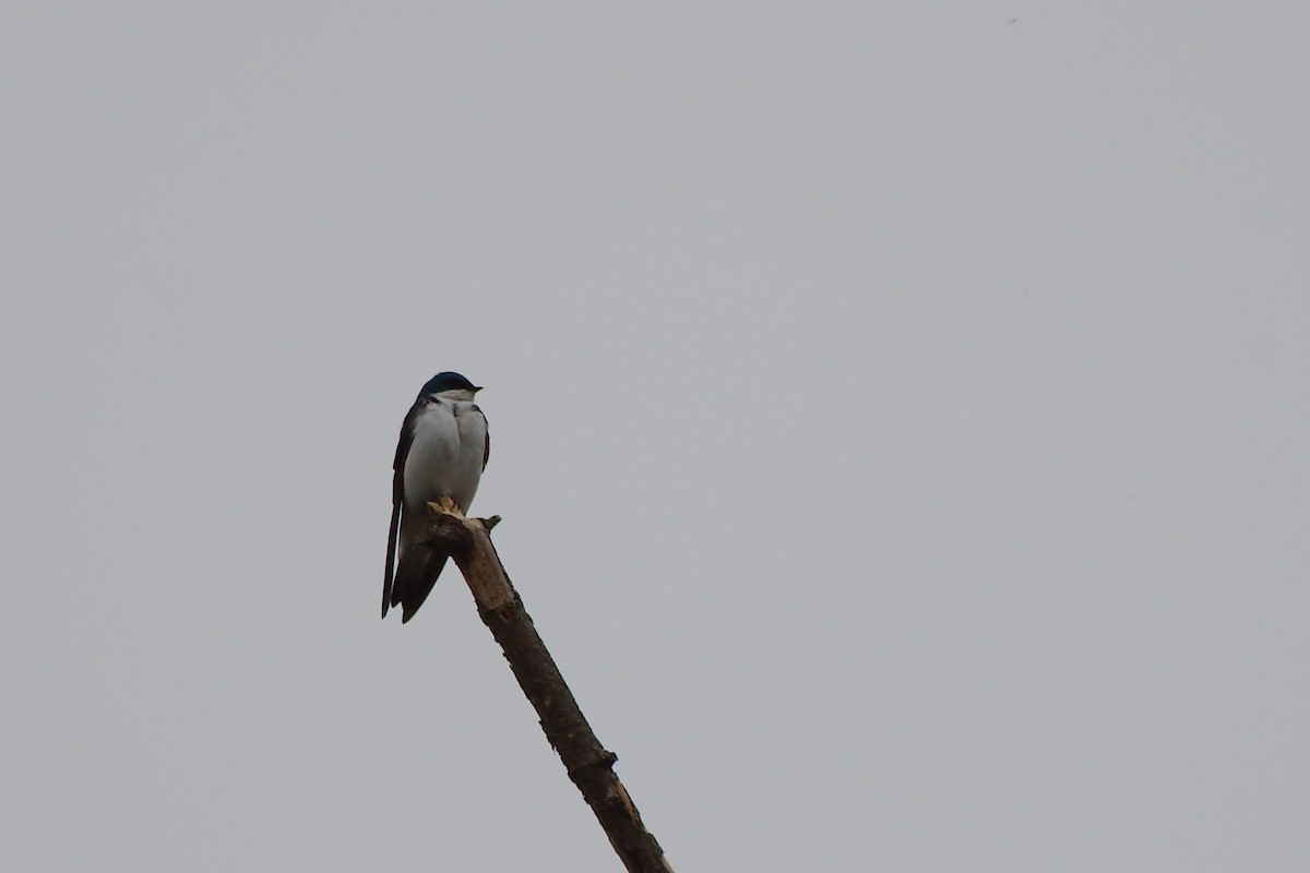 Tree Swallow - ML619521706