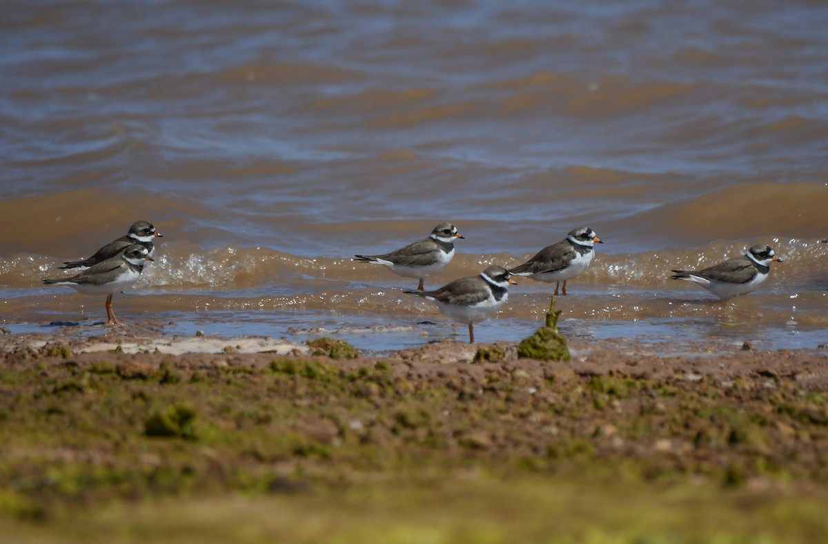 Common Ringed Plover - ML619521755
