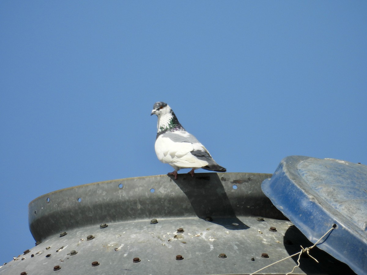 Rock Pigeon (Feral Pigeon) - ML619521756