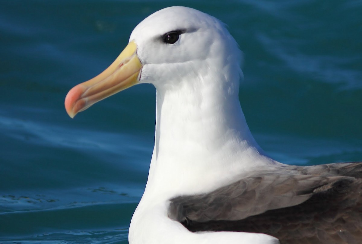 albatros černobrvý - ML619521757